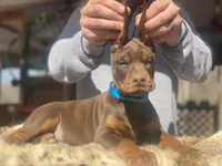 Berringard, a male Doberman Pinscher for sale in Barnett, MO – Photo 3 of 9