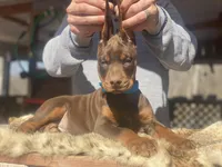 Berringard, a male Doberman Pinscher for sale in Barnett, MO – Photo 1 of 9