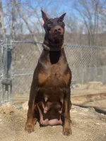 Berringard, a male Doberman Pinscher for sale in Barnett, MO – Photo 9 of 9