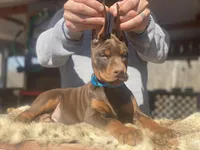 Berringard, a male Doberman Pinscher for sale in Barnett, MO – Photo 7 of 9