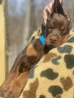 Berringard, a male Doberman Pinscher for sale in Barnett, MO – Photo 6 of 9