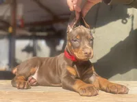 Rose, a female Doberman Pinscher for sale in Barnett, MO – Photo 1 of 5
