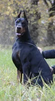 Rose, a female Doberman Pinscher for sale in Barnett, MO – Photo 2 of 5
