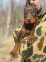 Rose, a female Doberman Pinscher for sale in Barnett, MO – Photo 4 of 5