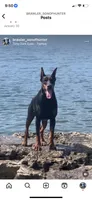 Rose, a female Doberman Pinscher for sale in Barnett, MO – Photo 5 of 5
