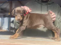 Rose, a female Doberman Pinscher for sale in Barnett, MO – Photo 3 of 5