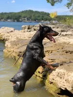 Russian Rouletta, a female Doberman Pinscher for sale in Barnett, MO – Photo 4 of 6