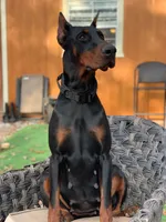 Russian Rouletta, a female Doberman Pinscher for sale in Barnett, MO – Photo 3 of 6