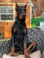 Russian Rouletta, a female Doberman Pinscher for sale in Barnett, MO – Photo 1 of 6