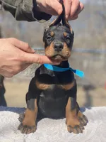 Hunter, a male Doberman Pinscher for sale in Barnett, MO – Photo 1 of 9