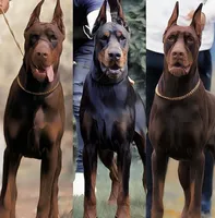 Hunter, a male Doberman Pinscher for sale in Barnett, MO – Photo 5 of 9