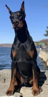 Hunter, a male Doberman Pinscher for sale in Barnett, MO – Photo 9 of 9