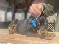 Hunter, a male Doberman Pinscher for sale in Barnett, MO – Photo 3 of 9