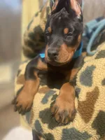 Hunter, a male Doberman Pinscher for sale in Barnett, MO – Photo 2 of 9