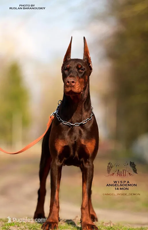 Wispa Angel & Demon – Doberman Pinscher puppy for sale in Barnett, MO