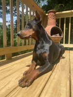 Lucy in the Sky, a female Doberman Pinscher for sale in Barnett, MO – Photo 3 of 4