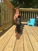 Lucy in the Sky, a female Doberman Pinscher for sale in Barnett, MO – Photo 2 of 4