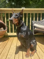 Lucy in the Sky, a female Doberman Pinscher for sale in Barnett, MO – Photo 4 of 4