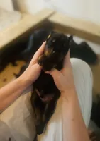 processed/fbe98732-3813-466f-a4e6-5071fb313138/listing/a637a6fc-c88c-49ec-942a-4793176ab090/52458568-ef0e-4137-b7d8-b65b0a8c93e7