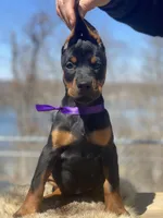 Violet, a female Doberman Pinscher for sale in Barnett, MO – Photo 1 of 7