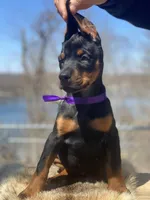 Violet, a female Doberman Pinscher for sale in Barnett, MO – Photo 3 of 7