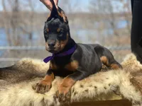 Violet, a female Doberman Pinscher for sale in Barnett, MO – Photo 7 of 7