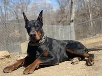 Violet, a female Doberman Pinscher for sale in Barnett, MO – Photo 2 of 7