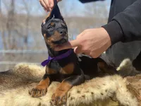 Violet, a female Doberman Pinscher for sale in Barnett, MO – Photo 6 of 7