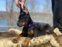 Violet, a female Doberman Pinscher for sale in Barnett, MO – Photo 5 of 7