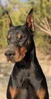 Balthazar Jr, a male Doberman Pinscher for sale in Barnett, MO – Photo 4 of 10