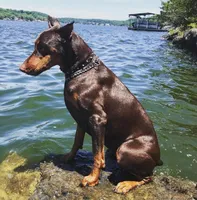 Balthazar Jr, a male Doberman Pinscher for sale in Barnett, MO – Photo 10 of 10