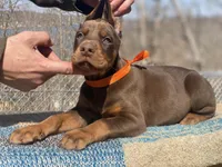 Balthazar Jr, a male Doberman Pinscher for sale in Barnett, MO – Photo 3 of 10