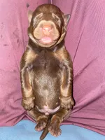 Balthazar Jr, a male Doberman Pinscher for sale in Barnett, MO – Photo 2 of 10