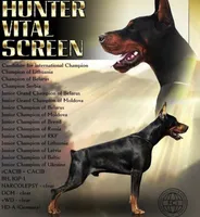 Balthazar Jr, a male Doberman Pinscher for sale in Barnett, MO – Photo 9 of 10