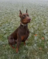 Balthazar Jr, a male Doberman Pinscher for sale in Barnett, MO – Photo 8 of 10