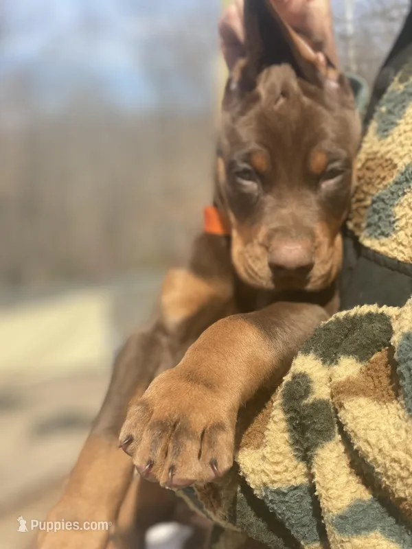Balthazar Jr, a male Doberman Pinscher for sale in Barnett, MO – Photo 1 of 10
