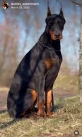 Eywa Angel&Demon, a female Doberman Pinscher for sale in Barnett, MO – Photo 2 of 4