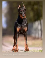 Eywa Angel&Demon, a female Doberman Pinscher for sale in Barnett, MO – Photo 1 of 4