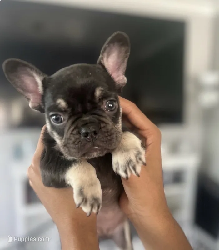 Baby girl – French Bulldog puppy for sale in Milwaukee, WI