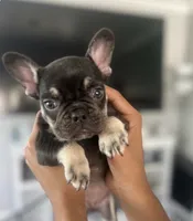 Baby girl, a female French Bulldog for sale in Milwaukee, WI – 1 of 3
