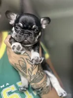Baby girl, a female French Bulldog for sale in Milwaukee, WI – 2 of 3