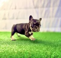 Baby girl, a female French Bulldog for sale in Milwaukee, WI – 3 of 3
