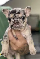 Baby girl, a female French Bulldog for sale in Milwaukee, WI – 2 of 3