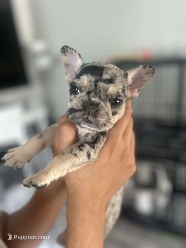 Baby girl – French Bulldog puppy for sale in Milwaukee, WI