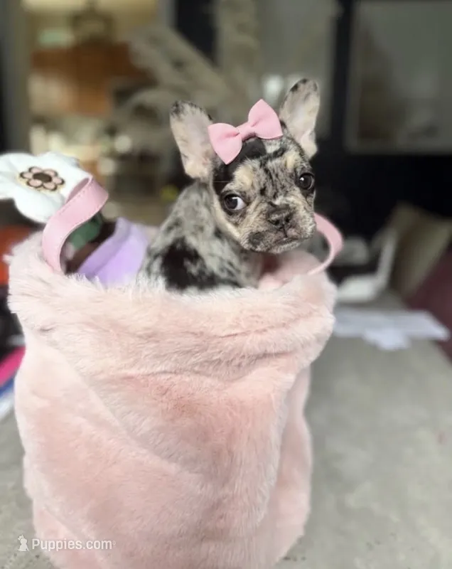 Pearl the Merle  – French Bulldog puppy for sale in Milwaukee, WI