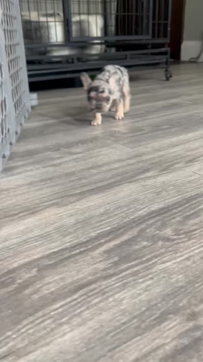 Pearl the Merle , a female French Bulldog for sale in Milwaukee, WI – 5 of 6