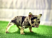 Baby girl, a female French Bulldog for sale in Milwaukee, WI – 3 of 3