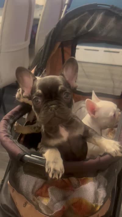 Pearl the Merle , a female French Bulldog for sale in Milwaukee, WI – 6 of 6