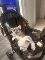 Pearl the Merle , a female French Bulldog for sale in Milwaukee, WI – 4 of 6