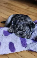 Benito, a male Pug for sale in Minneapolis, MN – Photo 2 of 6